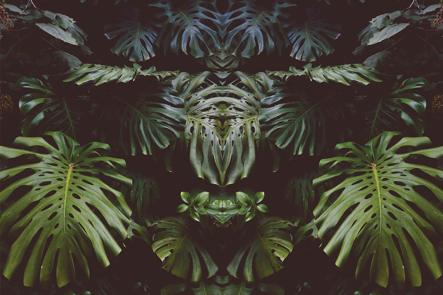 Grow Queen monstera background