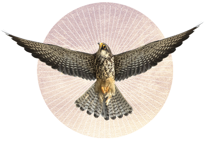 Hawk, Tuesday Office Hours